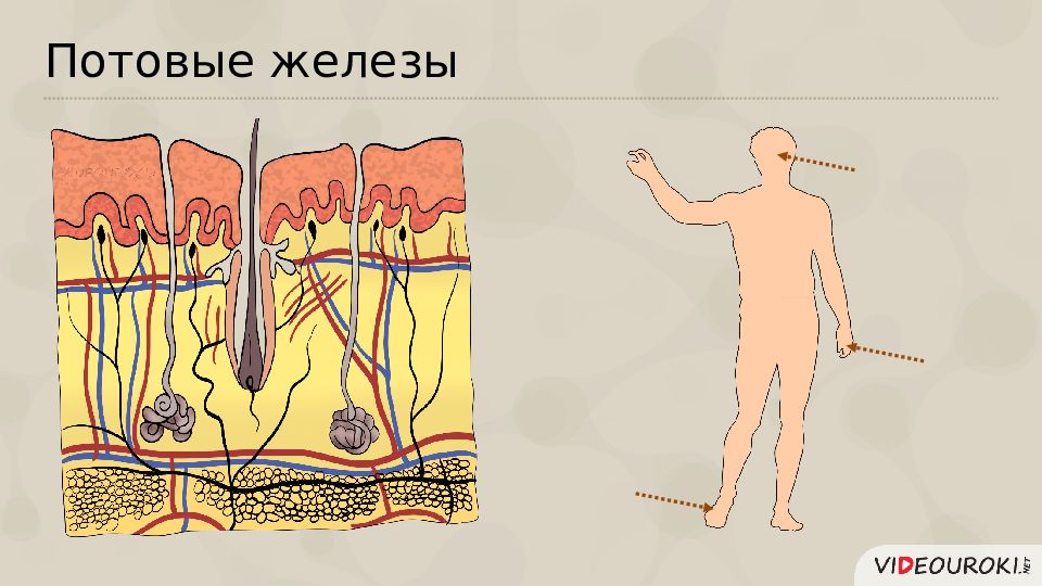 Потовая железа человека. Потовые железы располагаются. Расположение потовых желез.