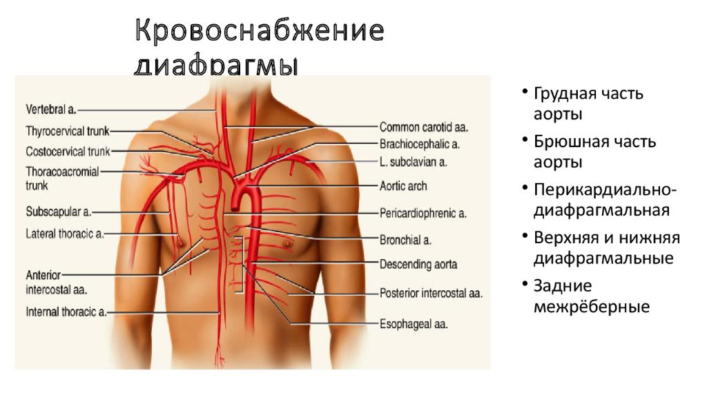 Где находится диафрагма у человека