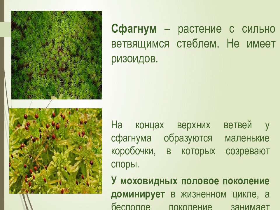 тема: Высшие споровые растения