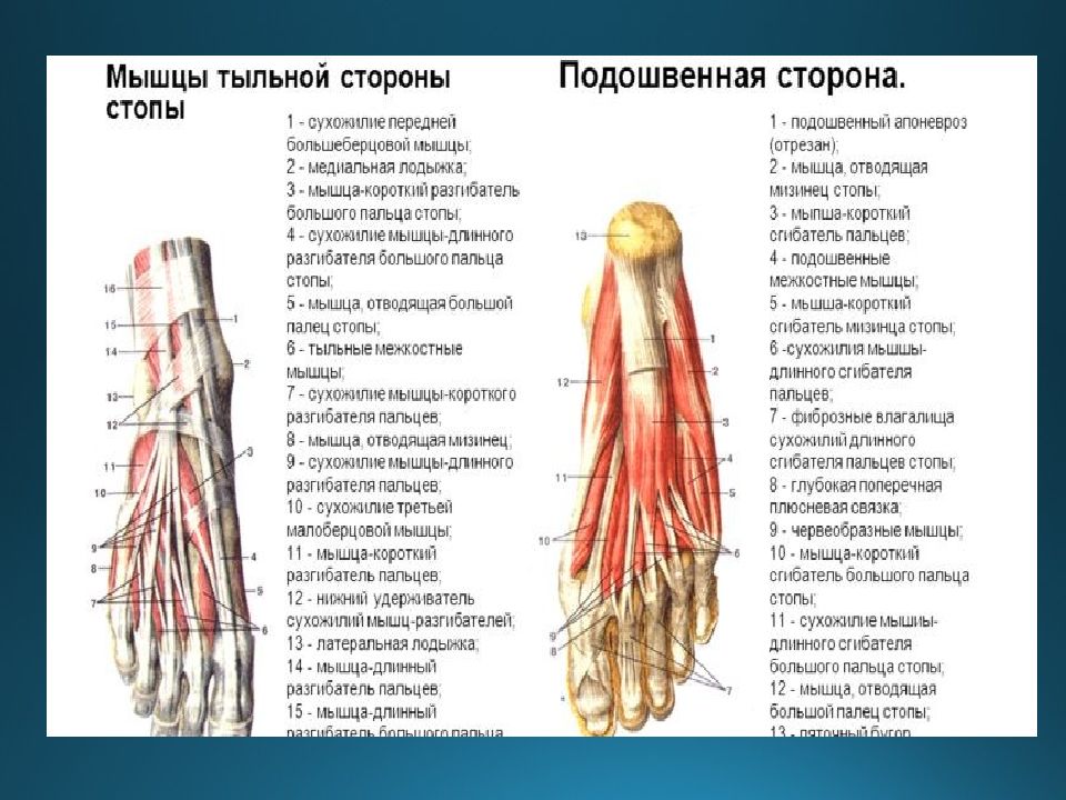 Разгибатель пальцев. Анатомия сухожилий разгибателей стопы. 1.Короткий разгибатель пальцев стопы. Сгибатели и разгибатели пальцев стопы. Сухожилие длинного разгибателя стопы.