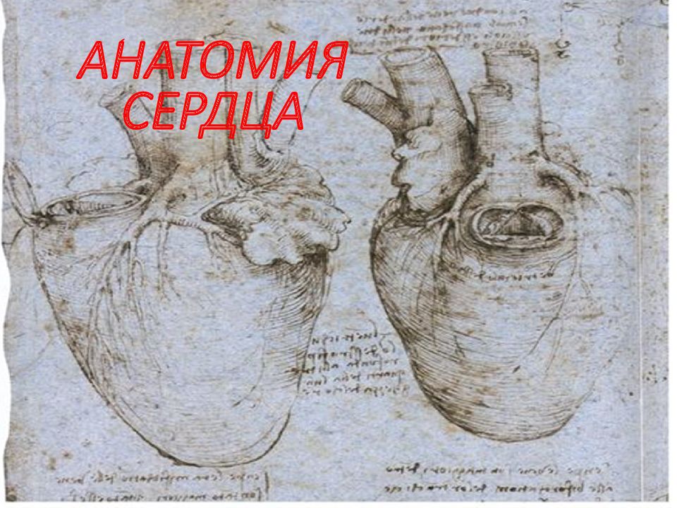 АНАТОМИЯ СЕРДЦА