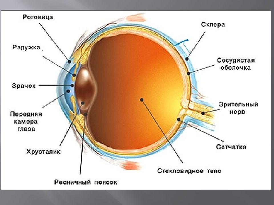 Орган зрения картинки