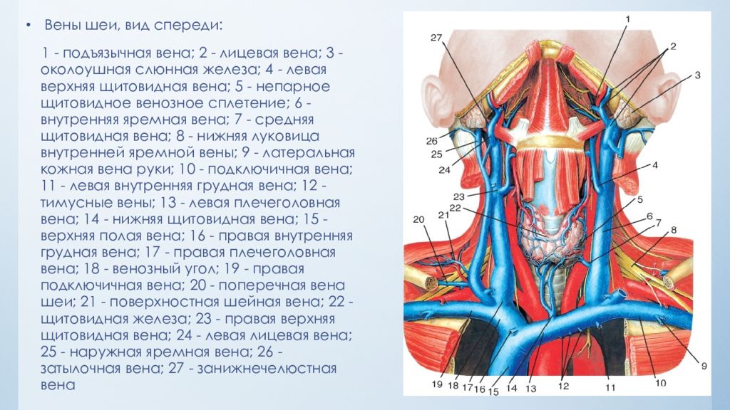 Расширение яремных вен. Сонная артерия и яремная Вена. Наружная яремная Вена анатомия топография. Наружная Сонная артерия, яремная Вена. Внутренняя яремная Вена и Сонная артерия.