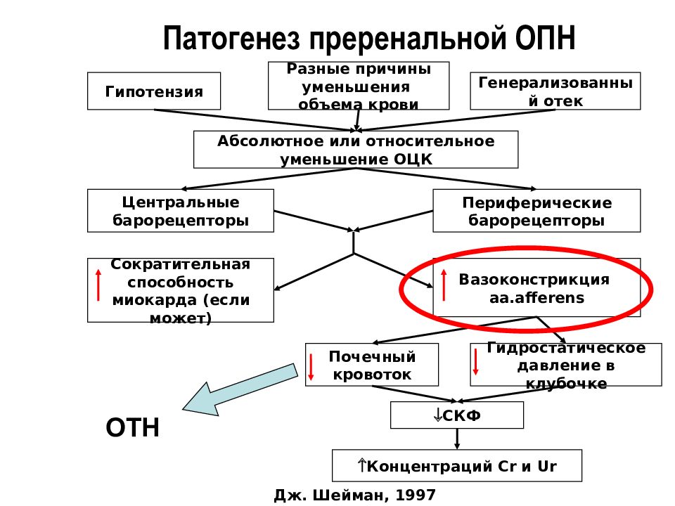 Патогенез хпн схема