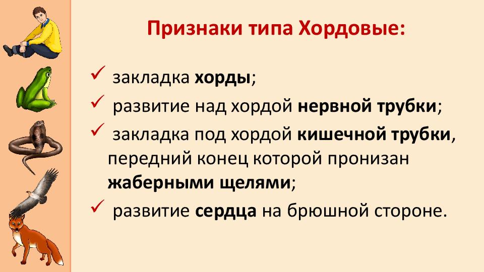 Систематика человека место человека в системе животного мира презентация