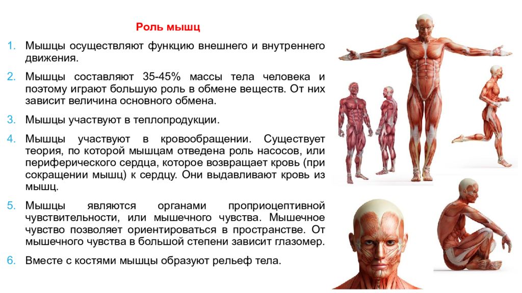 Назовите функции мышц. Функции мышц человека. Роль мышечной системы. Мышцы человека кратко. Роль мышечной системы в организме человека.