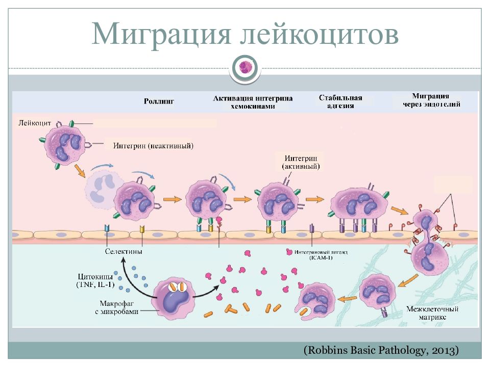 Схема оценки фагоцитирующих клеток крови иммунология