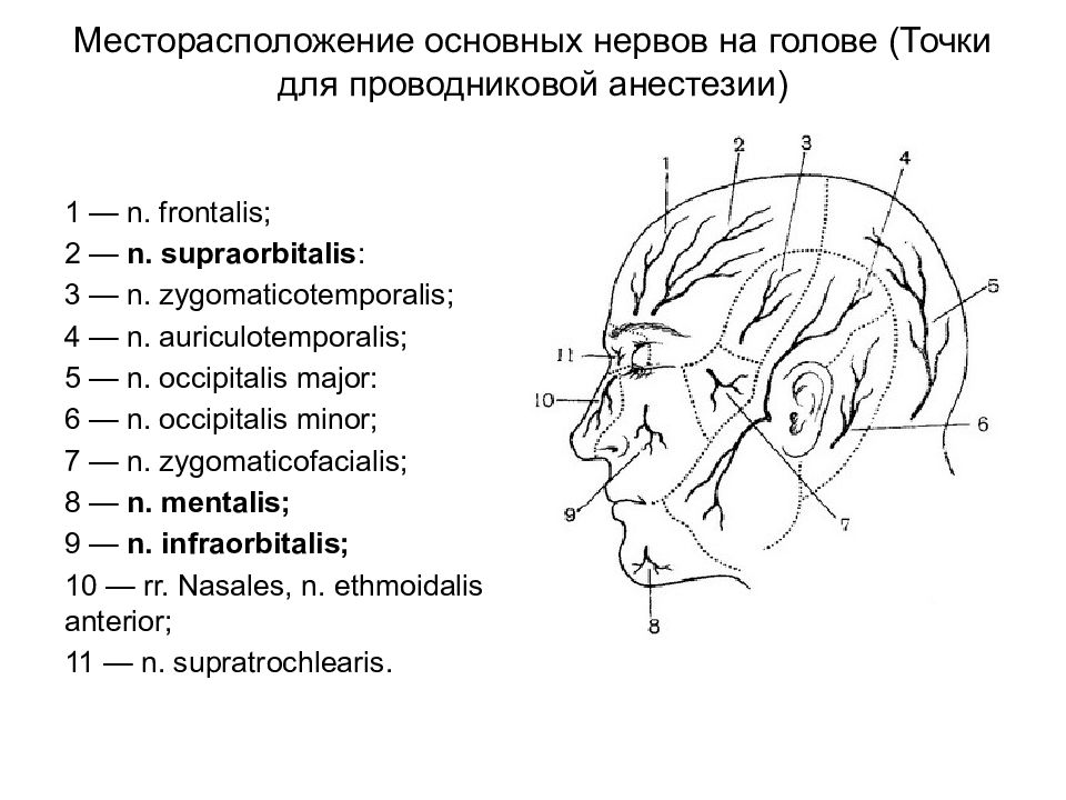 Затылок область. Внешние ориентиры мозгового отдела головы топографическая анатомия. Топография мозгового отдела головы топографическая анатомия. Височная область головы топография. Иннервация мозгового отдела головы.