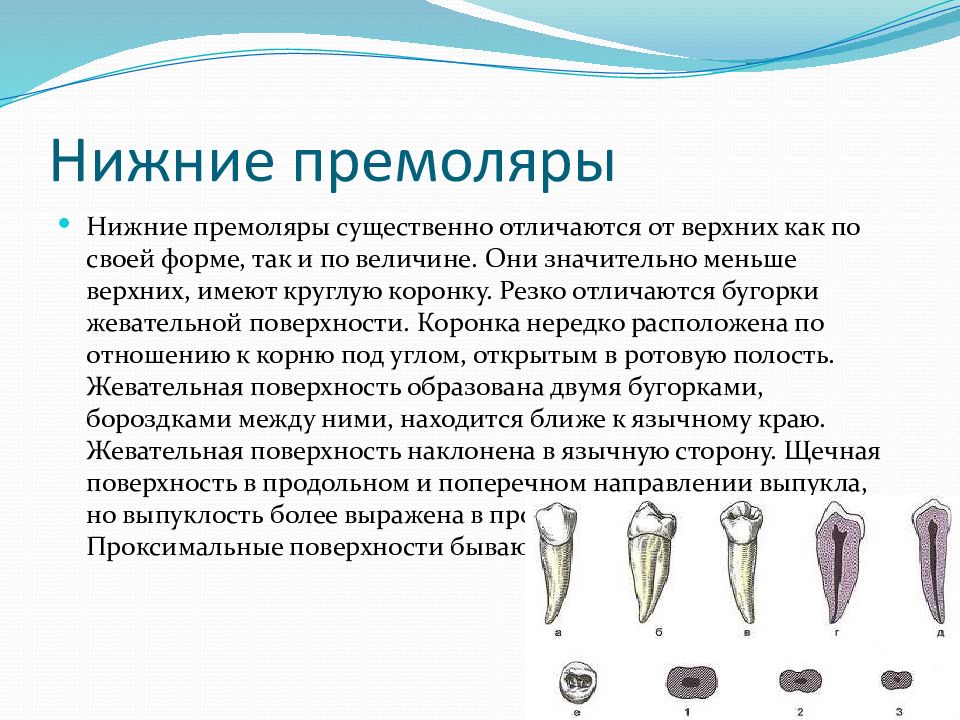 Нижний разница. Как отличить Верхние премоляры. Характеристика премоляров верхней и нижней челюсти. Премоляры строение коронки.
