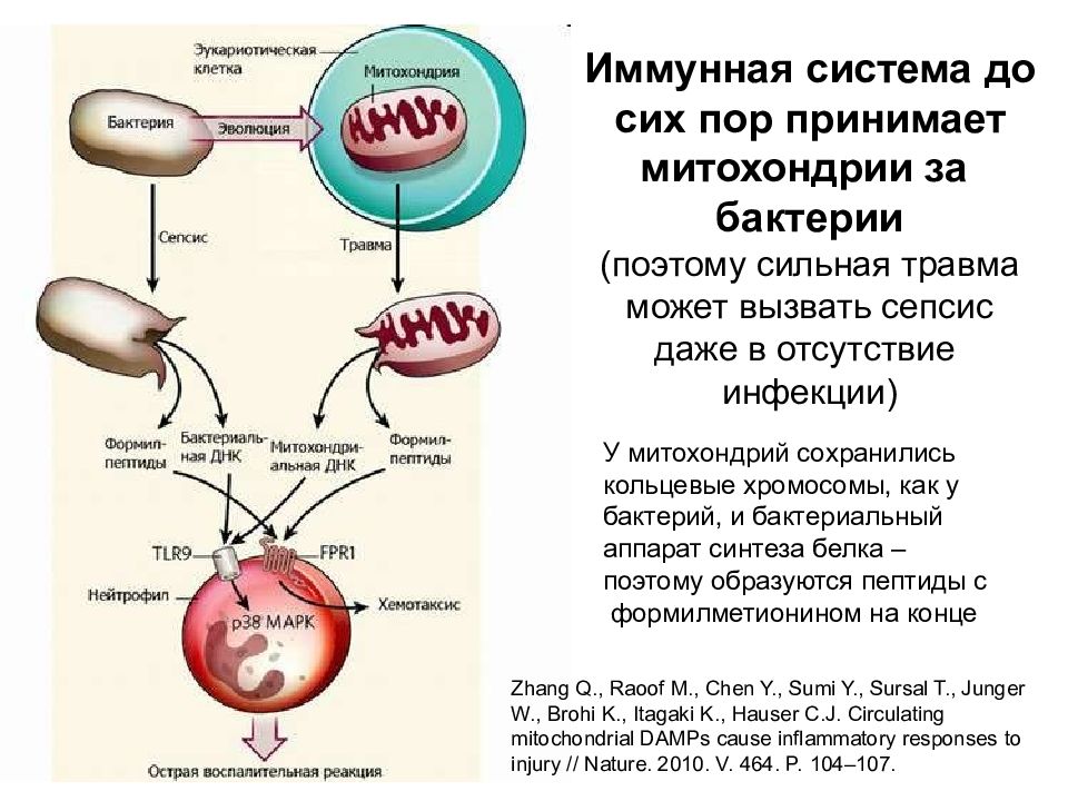 Кольцевая хромосома в митохондриях. Появление ядра и митохондрий. Повреждение митохондрий. Роль митохондрий в старении организма. Функции митохондрии синтез белка