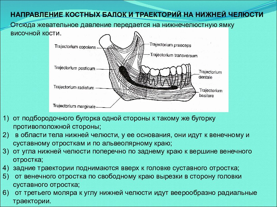 Траектория нижний. Моляро челюстные сегменты нижней челюсти. Венечный отросток нижней челюсти анатомия. Альвеолярный отросток нижней челюсти анатомия. Суставной отросток нижней челюсти анатомия.