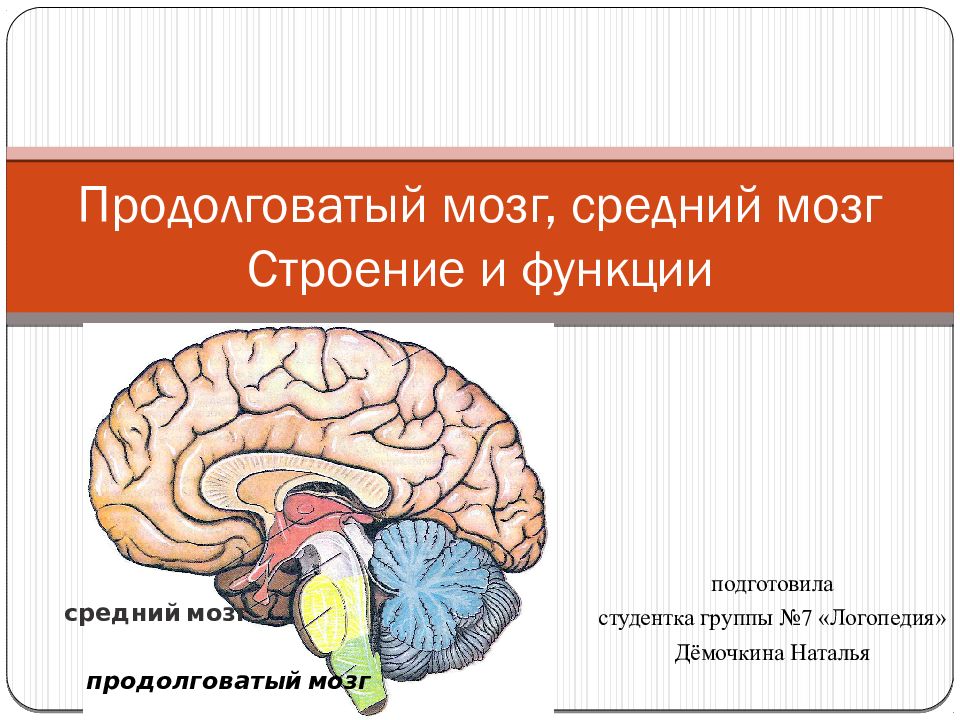 Строение и функции продолговатого мозга презентация