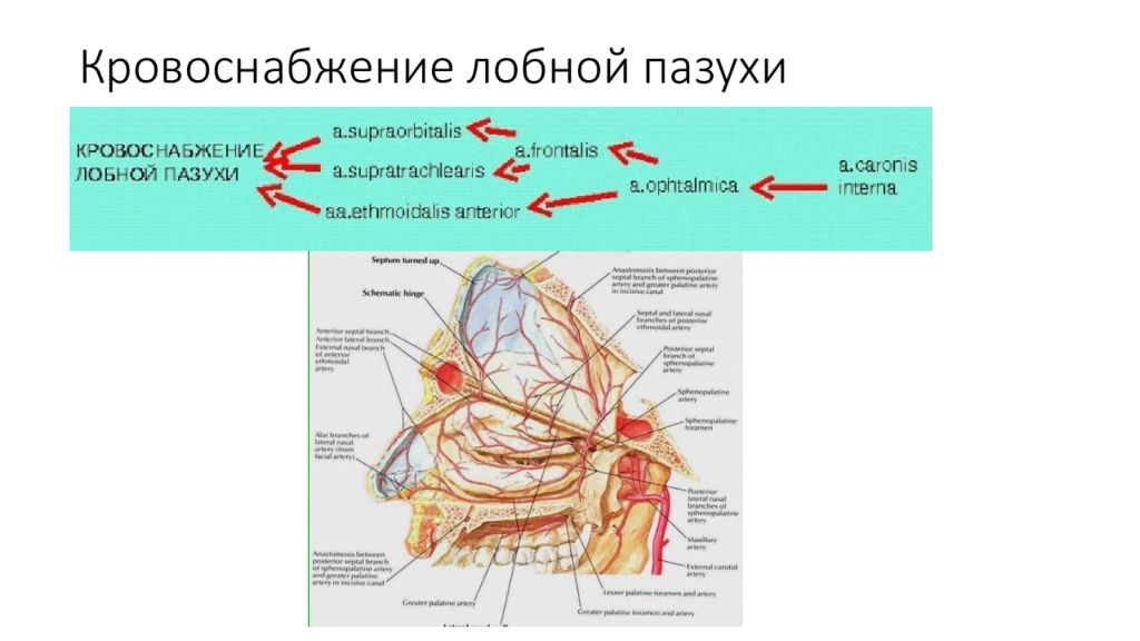 Стенки лобной пазухи анатомия