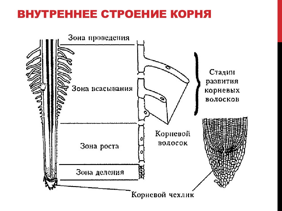 Зоны корня презентация 6 класс пасечник