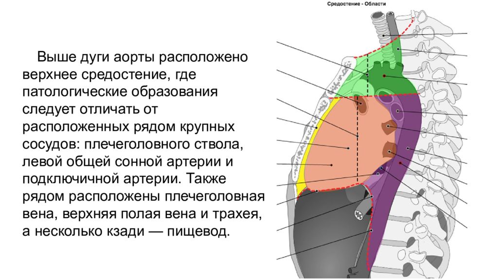 Где верхний. Верхнее средостение. Центральное средостение. Область средостения. Средостение что это такое и где находится.