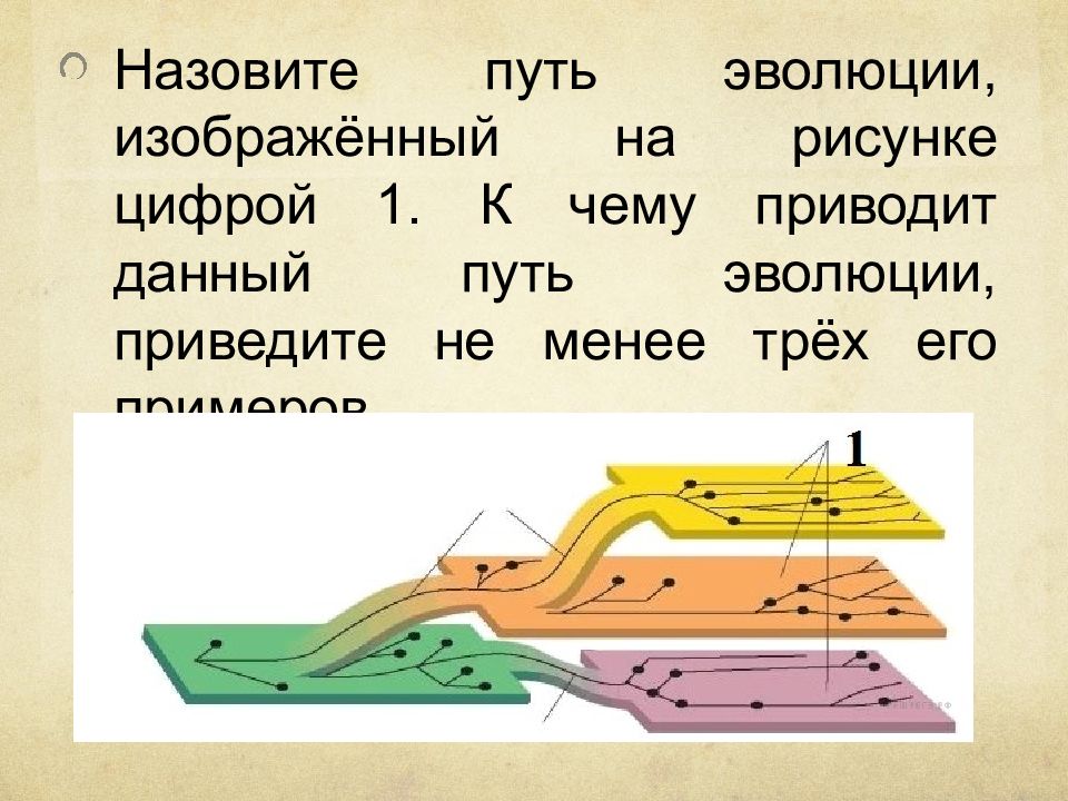 Пути эволюции. Назовите путь эволюции. Назовите путь эволюции изображенный на рисунке. Назовите пути эволюции изображенных на рисунке 1. Назовите путь эволюции изображенный на рисунке цифрой 1 к чему.