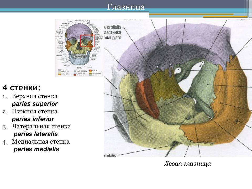 Строение глазницы кости. Глазница черепа анатомия. Латеральная стенка глазницы анатомия. Медиальная стенка глазницы анатомия. Строение глазницы черепа.