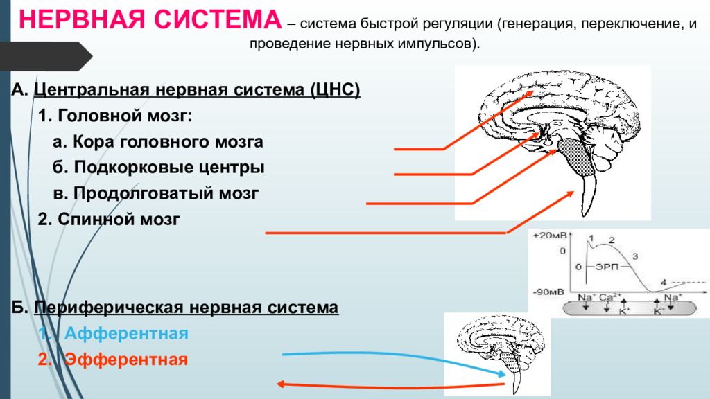Продолговатый мозг нервные центры регуляции. Нервные центры продолговатого мозга. Подкорковые центры продолговатого мозга. Подкорковые нервные центры. Продолговатый мозг центры регуляции.