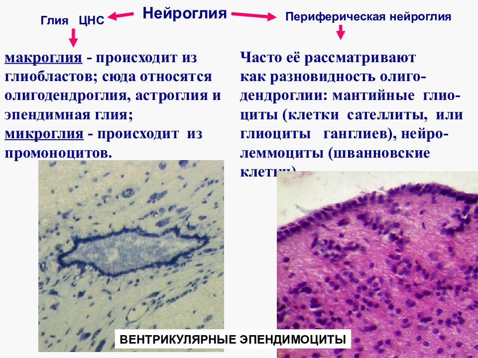 спинальный ганглий гистология. олигодендроглия: мантийные глиоциты, леммоциты. мантийные глиоциты. спинномозговой нервный узел гистология. спинномозговой узел гистология препарат.