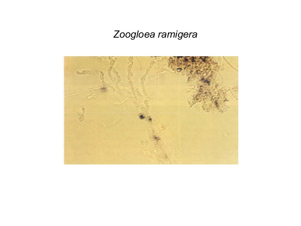 Zoogloea ramigera