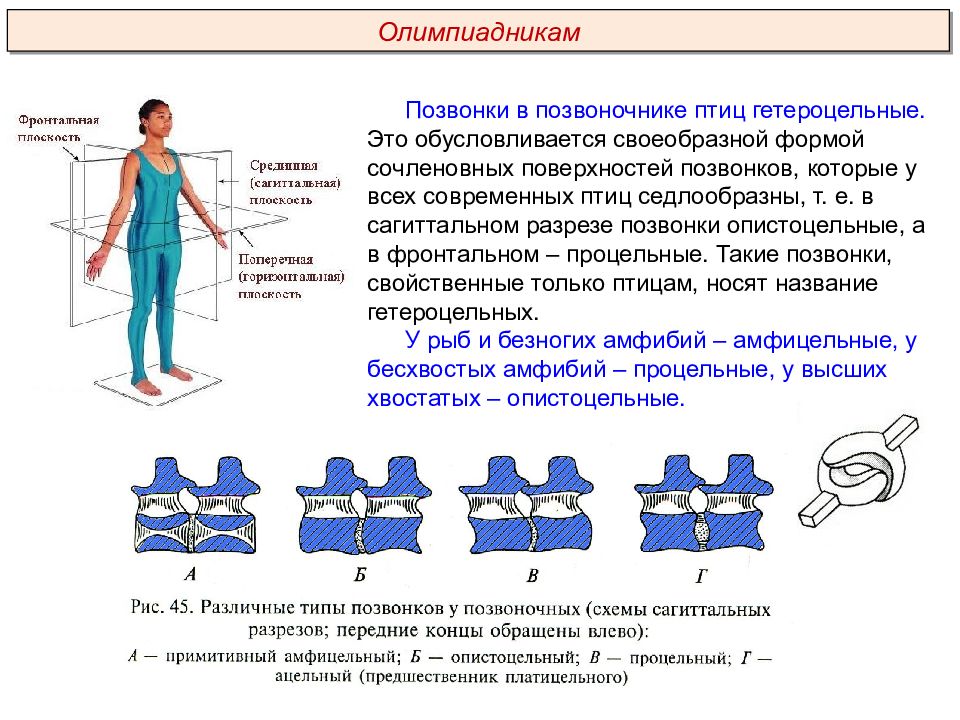 Типы позвоночника. Типы позвонков амфицельные. Постицельные позвонки. Типы позвонков у позвоночных животных. Гетероцельный позвонок.