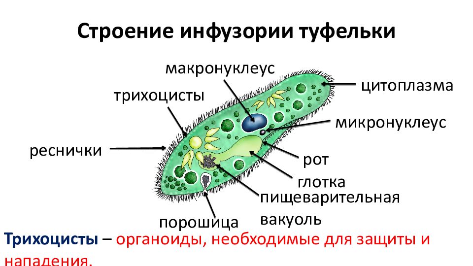 Строение туфельки