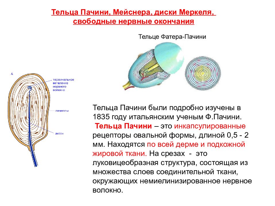 Рассмотрите рисунок ниже и обозначьте структурные компоненты телец пачини