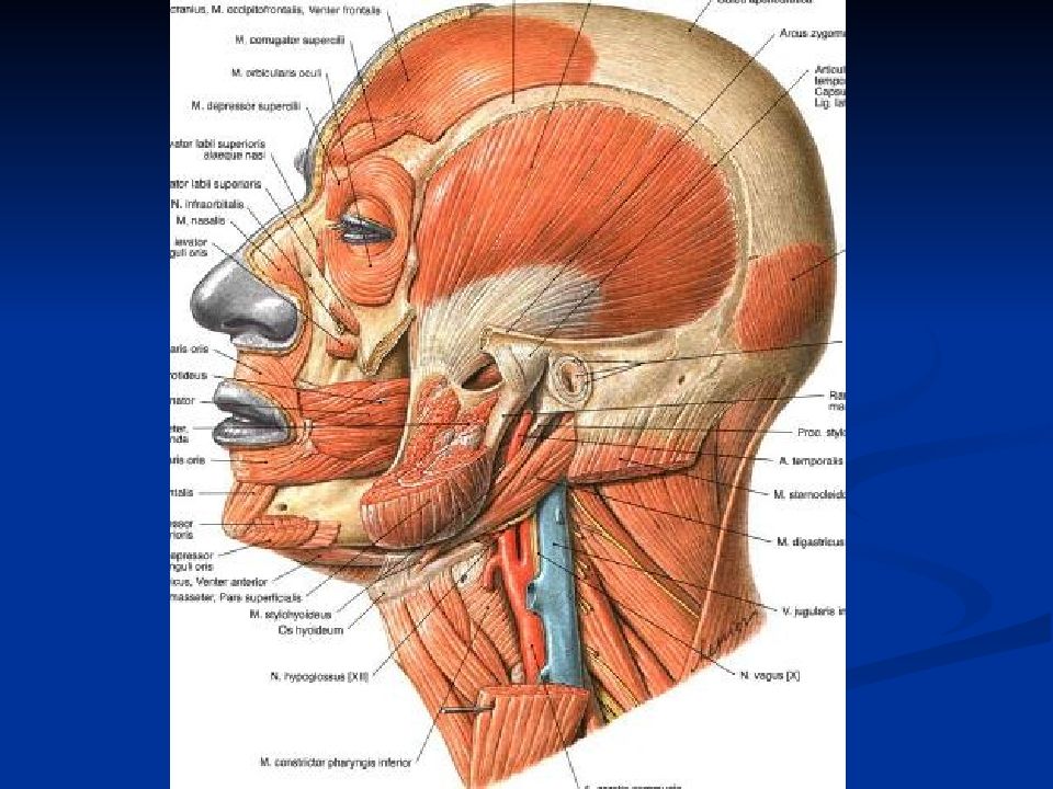 Мышцы головы и шеи анатомия картинки