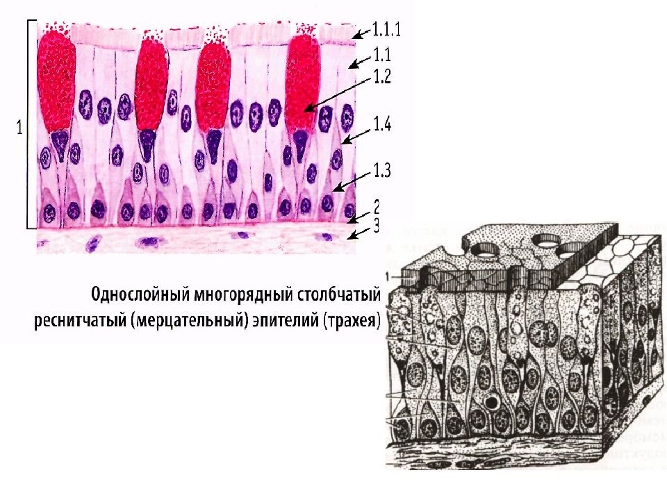 Мерцательный эпителий рисунок