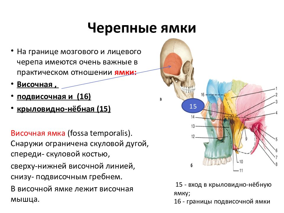 Височная ямка. Височная ямка черепа. Границы крыловидно небной ямки. Ямки височной кости. Височная ямка границы.