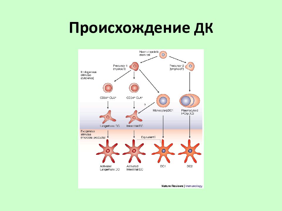 Происхождение клетки