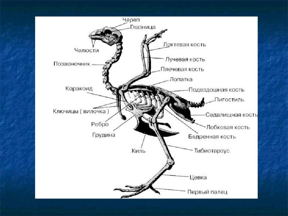 Скелет птицы легко. Строение скелета птицы. Скелет сизого голубя биология 7 класс рисунок. Скелет птицы биология 7 класс. Скелет птицы схема.