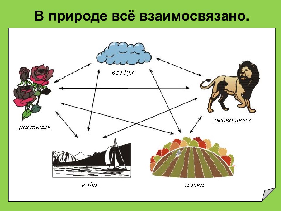 В природе все взаимосвязано. В природе все взаимосвязано доклад. Рассказ на тему в природе все взаимосвязано. Доклад на тему в природе все взаимосвязано.