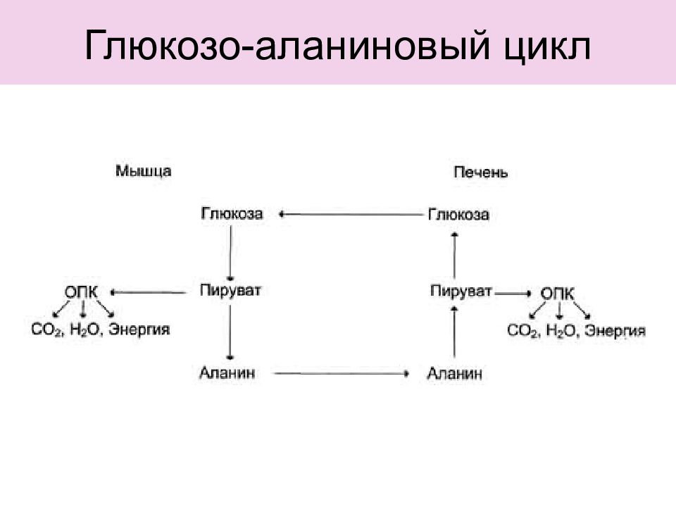 Превращение глюкозы в молочную кислоту. Схема глюкозо аланинового цикла биохимия. Схема глюкозо-аланинового цикла. Глюкозоаланиновый цикл, цикл кори биохимия. Изобразите схему глюкозо-аланинового цикла.