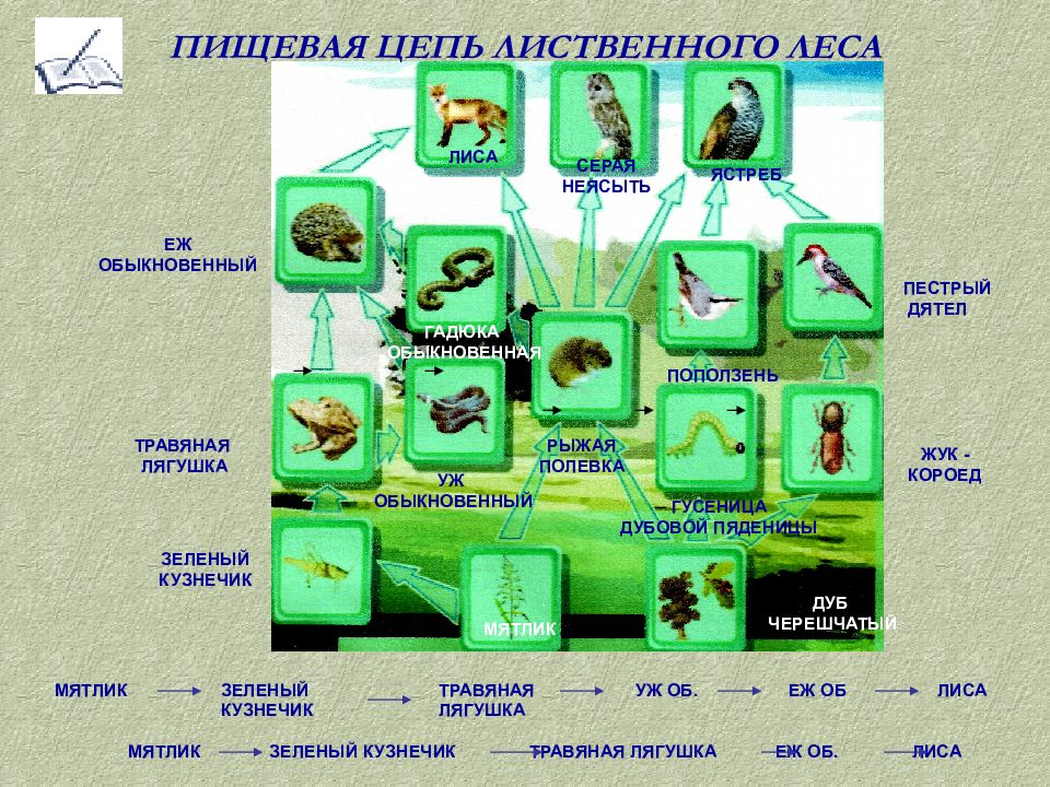 Постройте схему пищевой сети используя перечисленные организмы ястреб лиса сова дуб