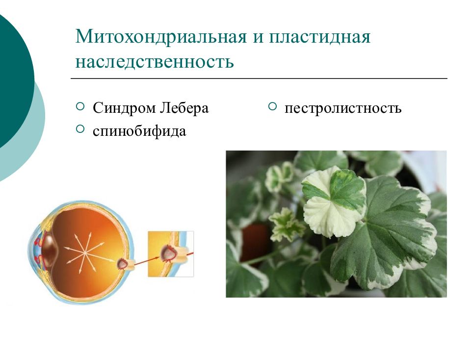 Внеядерная наследственность презентация 10 класс