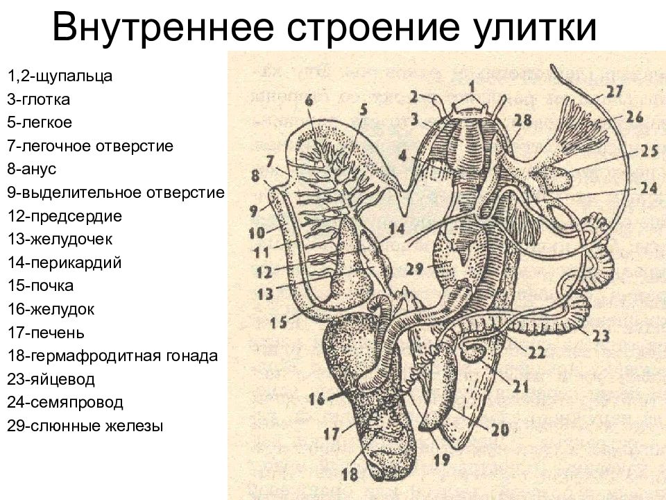 Внутренний 11. Яйцевод внутреннее строение улитки. Железы виноградной улитки. Схема строения яйцевода ящерицы. Строение пеликана внутреннее.