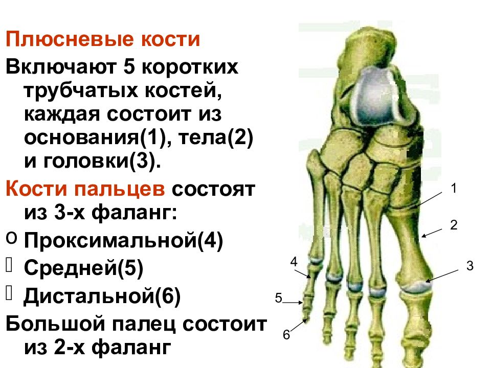 Плюсневая кость руки