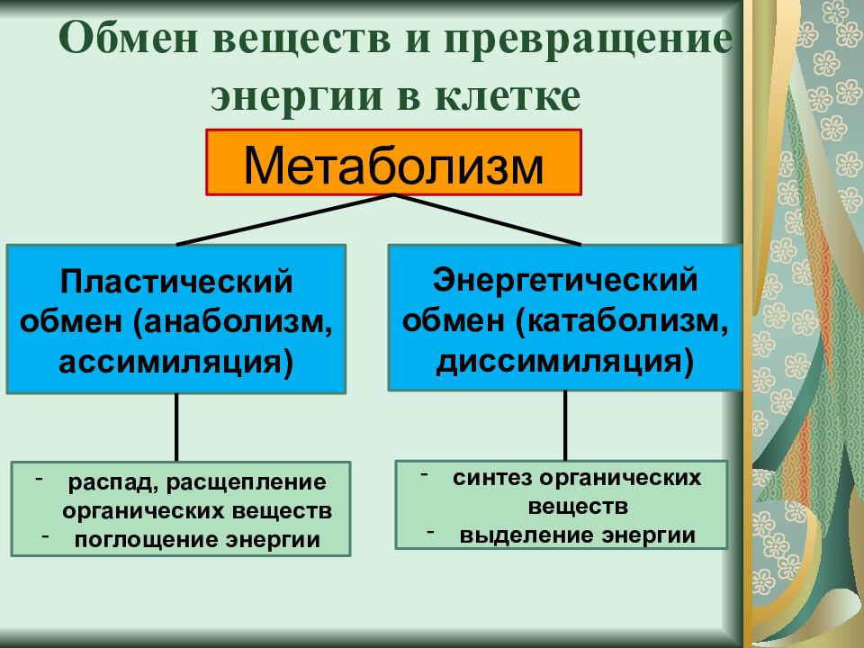 Презентация по теме энергетический обмен