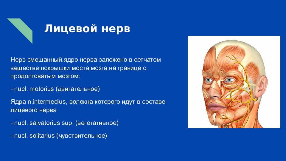 Лицевой нерв справа. Ядра лицевого нерва. Лицевой нерв презентация. Локализация ядер лицевого нерва. Ядра лицевого нерва расположены.