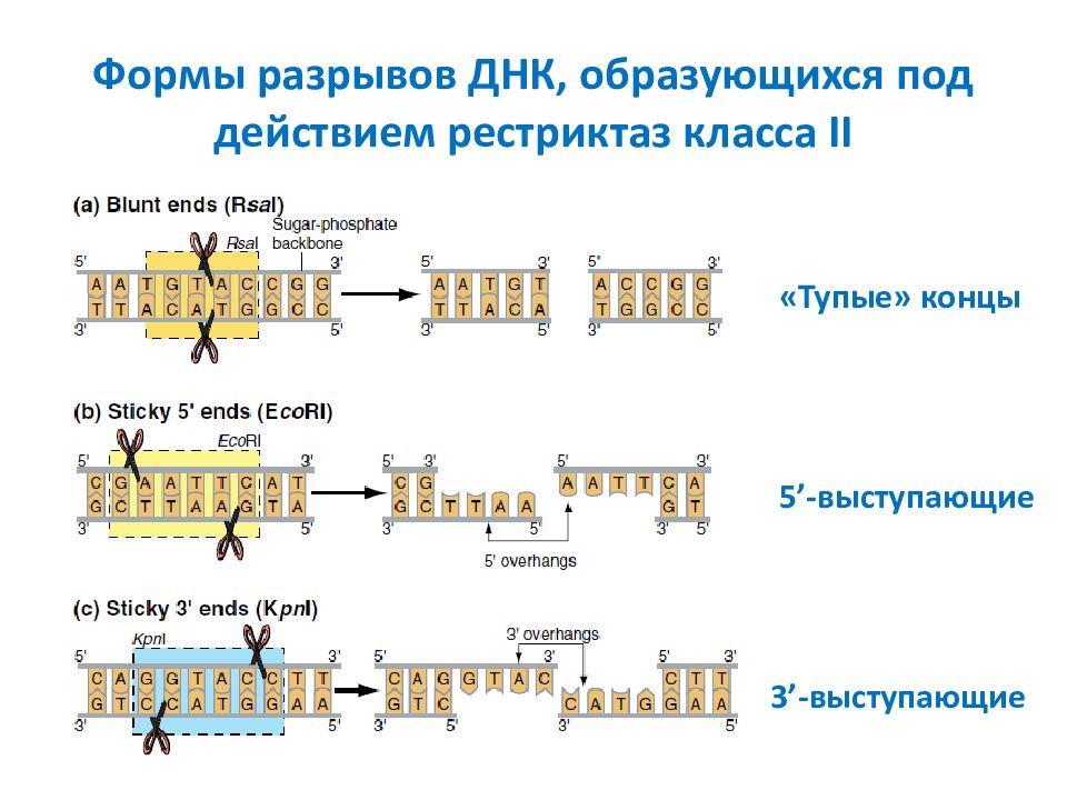 Использование фрагментов днк. Типы рестриктаз. Классы рестриктаз. Рестриктазы 1 класса. Ферменты рестриктазы.