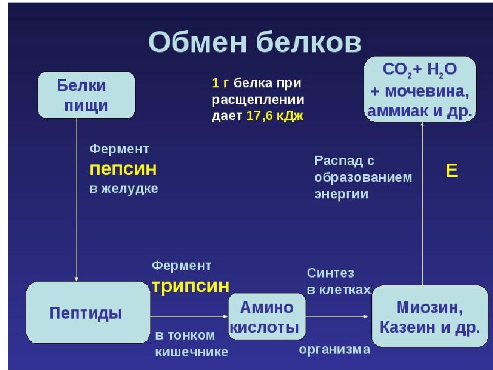 Обмен белков картинки