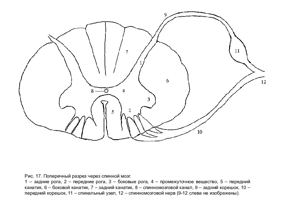 Поперечный рисунки. Схема среза спинного мозга. Строение спинного мозга поперечный разрез (1). Строение спинного мозга горизонтальный срез сегмента спинного мозга. Поперечный срез спинного мозга без подписей.