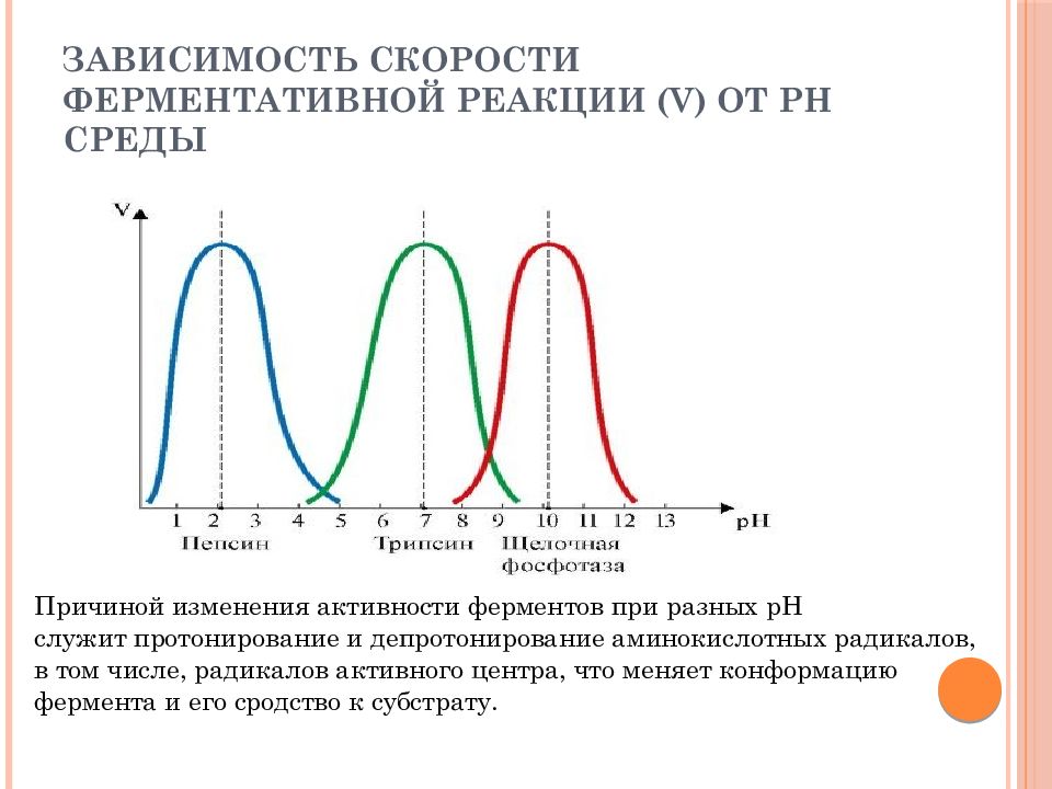 Скорость биохимической реакции. Зависимость скорости ферментативной реакции от PH среды. Зависимость скорости ферментативной реакции от PH. Зависимость скорости ферментативной реакции от РН среды. График зависимости скорости ферментативной реакции от PH среды