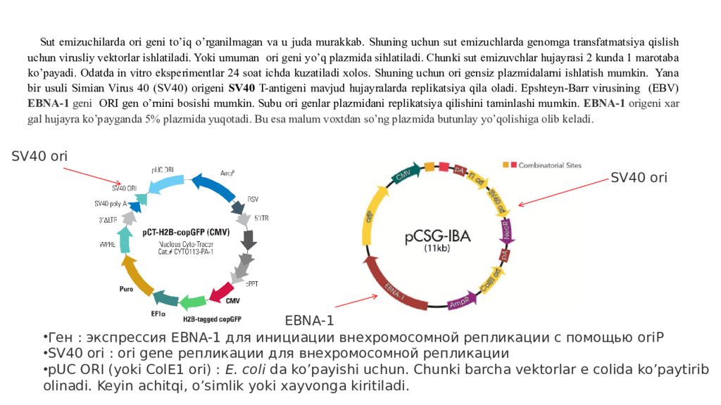 DNK ning tuzilishi va DNK replikatsiyasi DNK ning tuzilishi va DNK replikatsiyasi