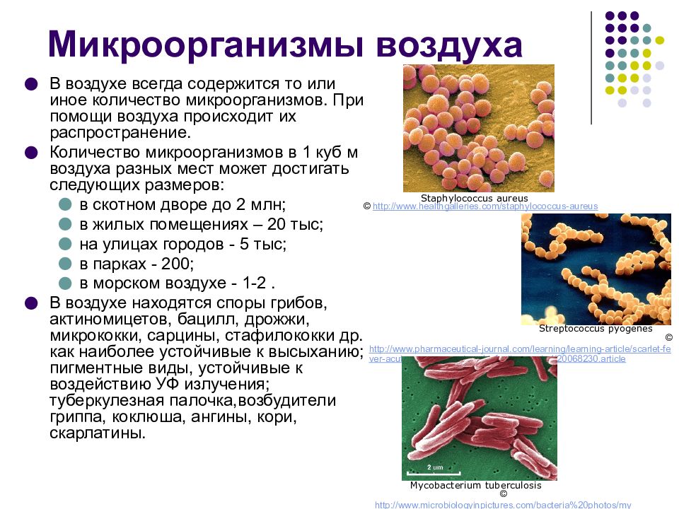 Где содержатся бактерии. Микроорганизмы микробиология патогенные микробы. Микрофлора воздуха. Микроорганизмы которые обитают в воздухе. Бактерии в воздухе.