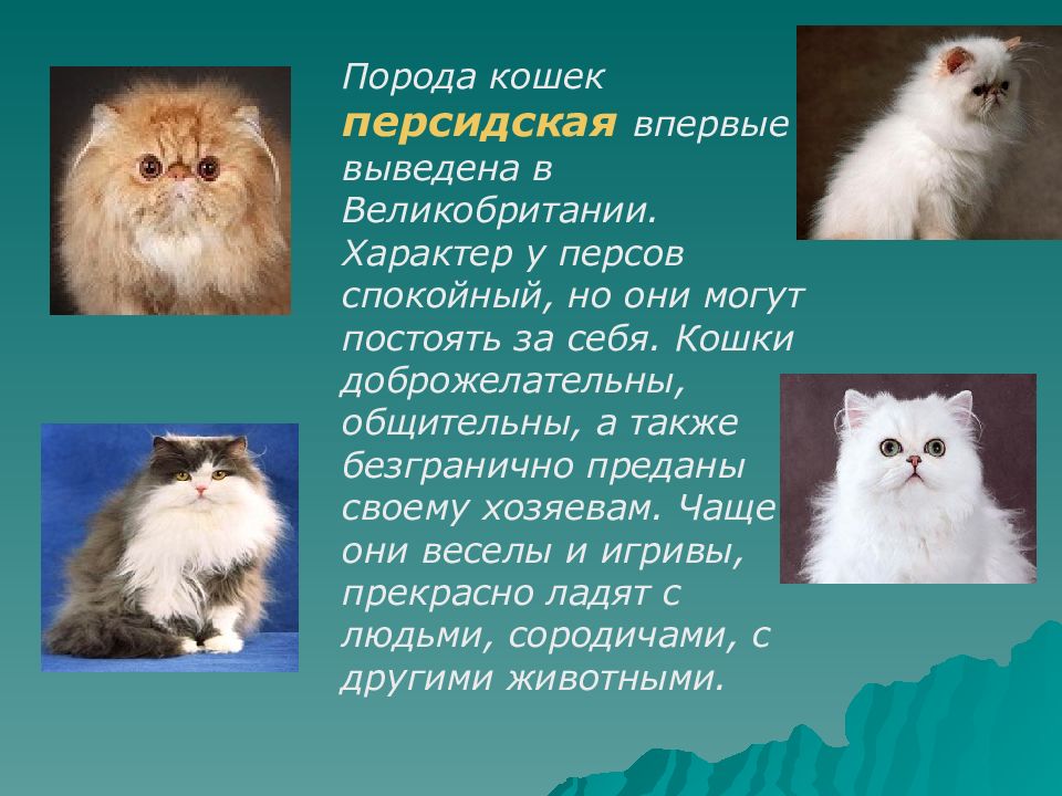 Персидская кошка список пород кошек. Персидская кошка описание. Персидские кошки описание породы. Персидская порода кошек характер. Характер котов породы перс.