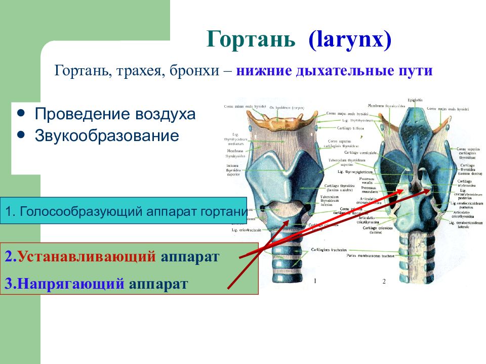 Гортань бронхи. Гортань и трахея. Строение гортани и трахеи. Устанавливающий аппарат гортани.