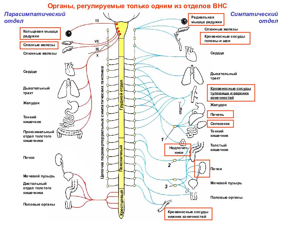 Органы вегетативной нервной системы. Иннервация вегетативной нервной системы. Симпатический парасимпатический отдел вегетативной нервной системы. Схема симпатического отдела вегетативной системы. Симпатический отдел ВНС схема.