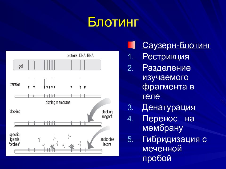 Иммунный блотинг